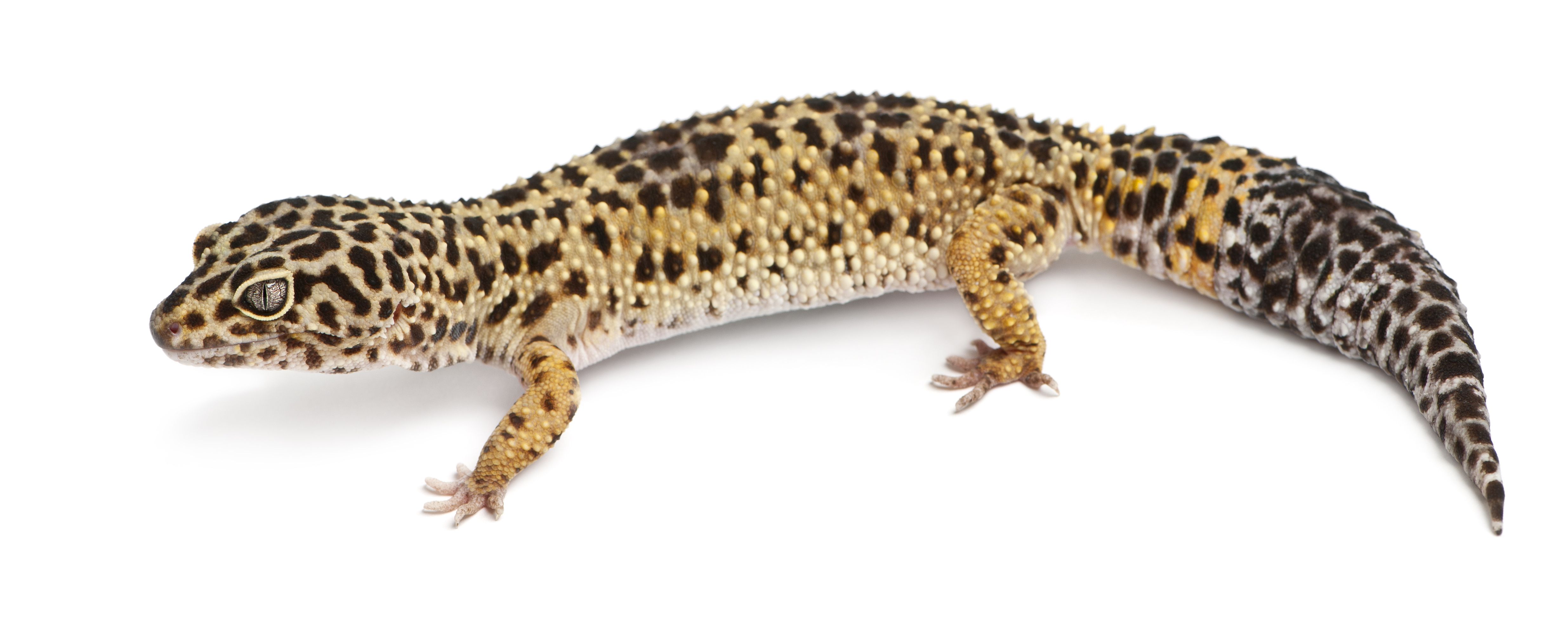 What To Do If Your Leopard Gecko Has Armpit Bubbles