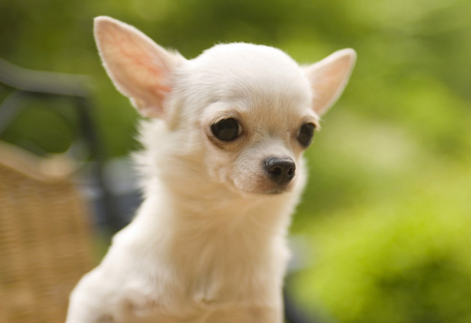 Pics Photos Dogs Chihuahua Wallpaper