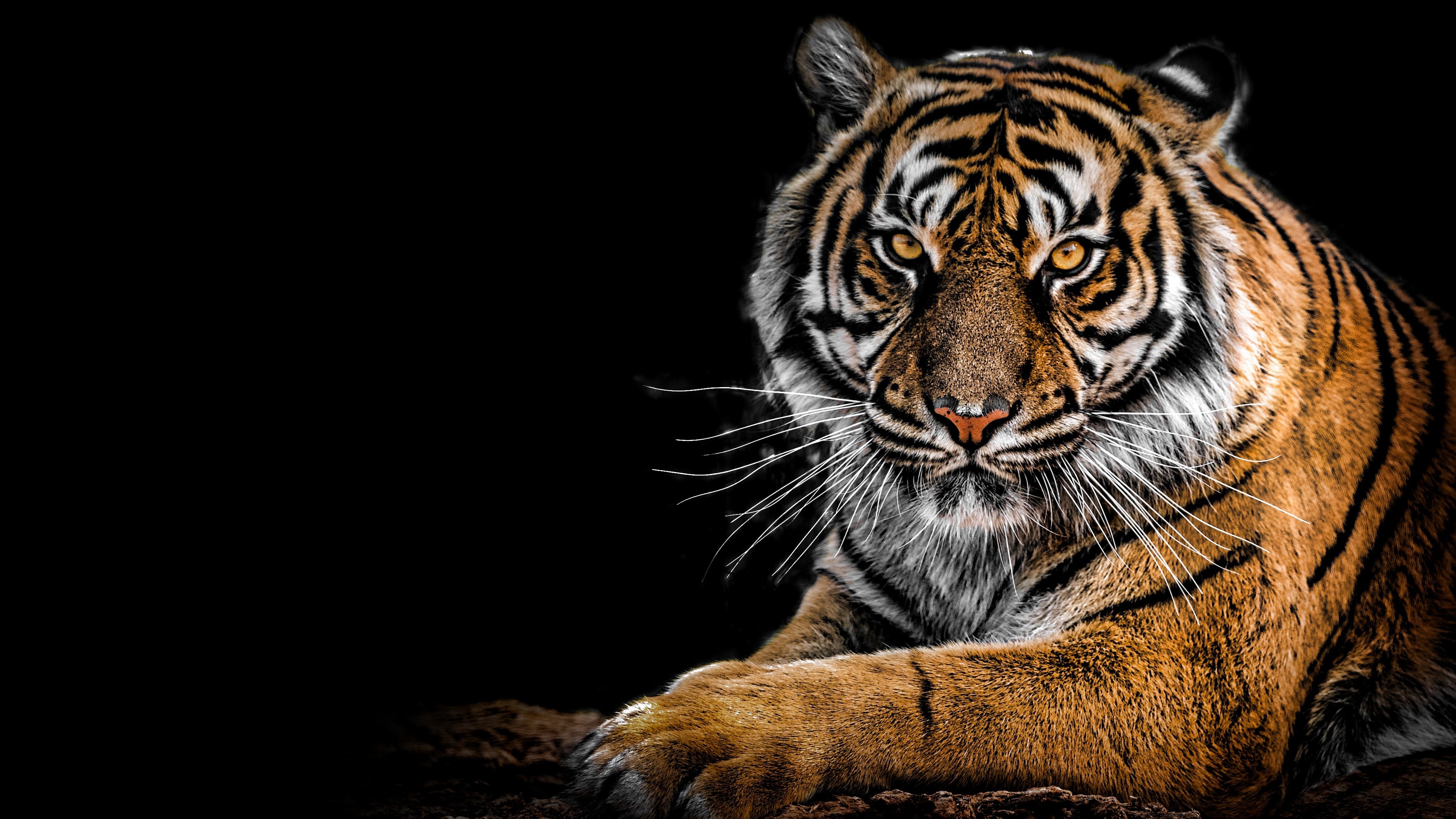 4k Siberian Tiger Wallpaper Background Image