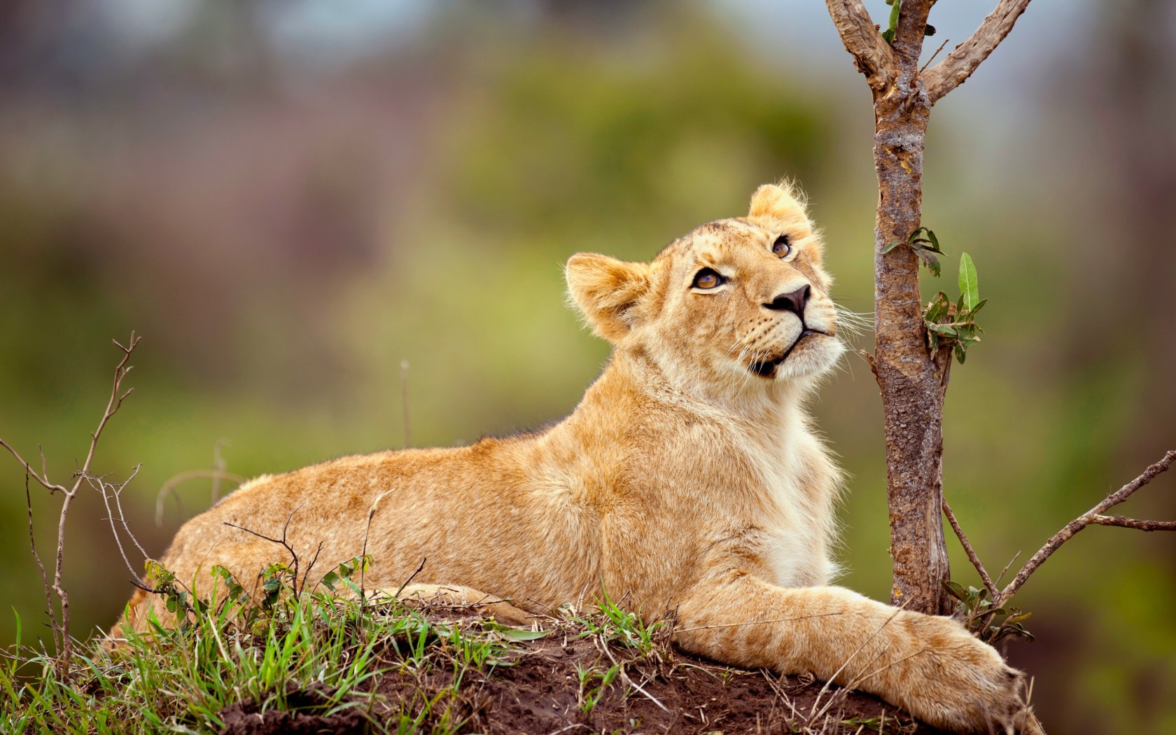 Beautiful Lion Cub Wallpaper