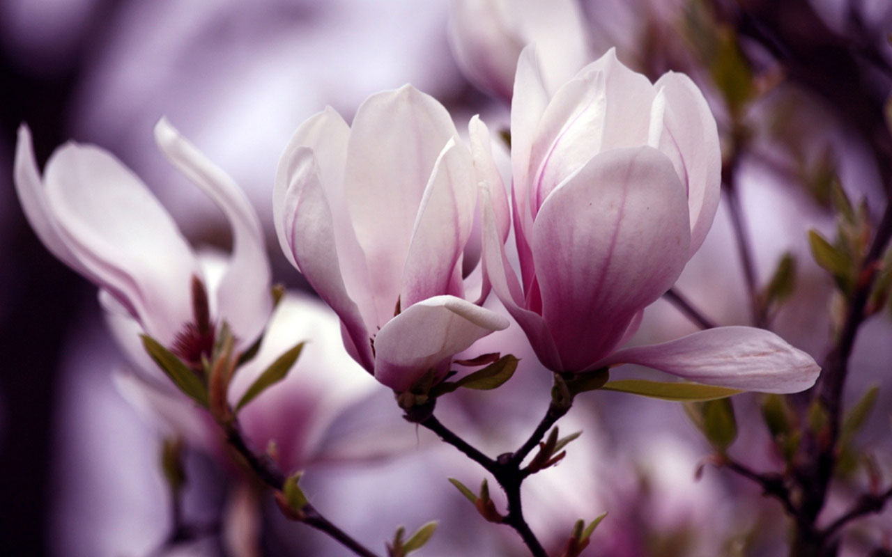 The Noble Magnolia Branches Bloom Photography Wallpaper
