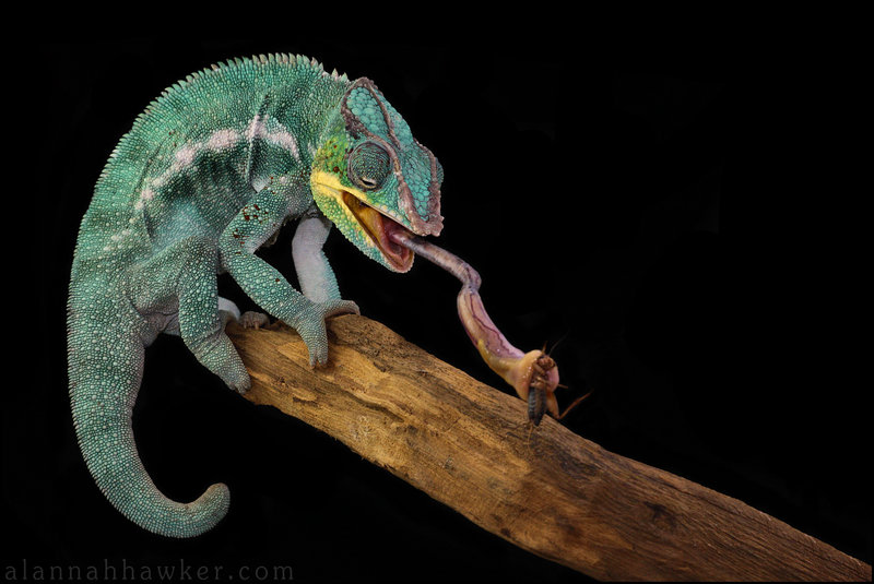 Panther Chameleon 01 by Alannah Hawker
