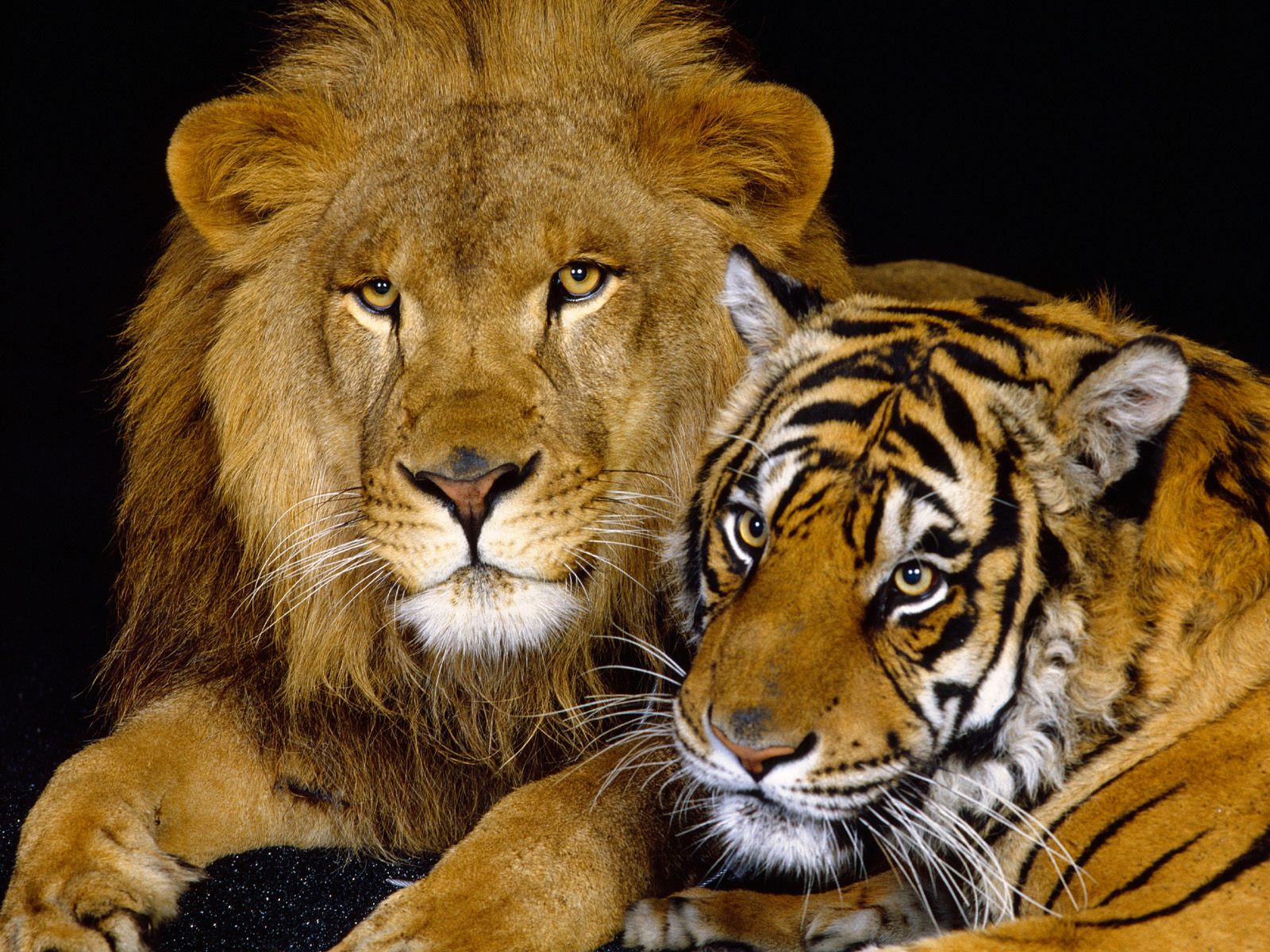 Adult Lions Wallpaper Lion And Tiger