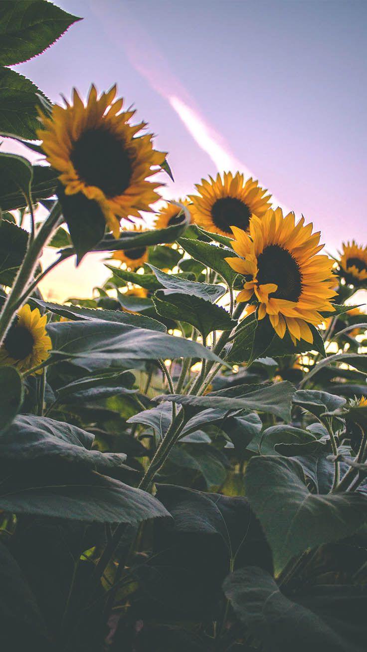 Super Pretty Sunflower iPhone Wallpaper Preppy