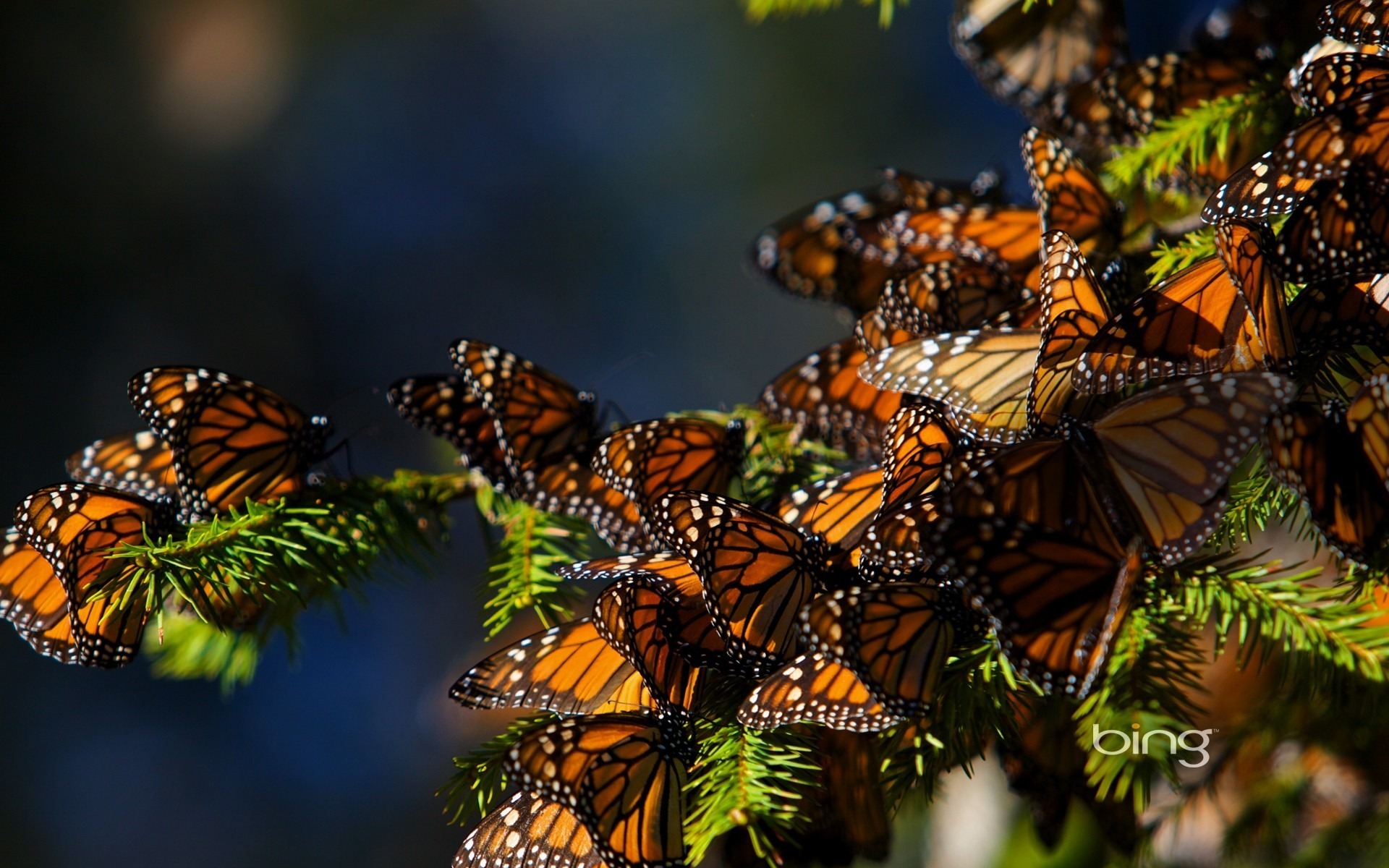 Image Of Butterfly Desktop Wallpaper Spruce Bing For