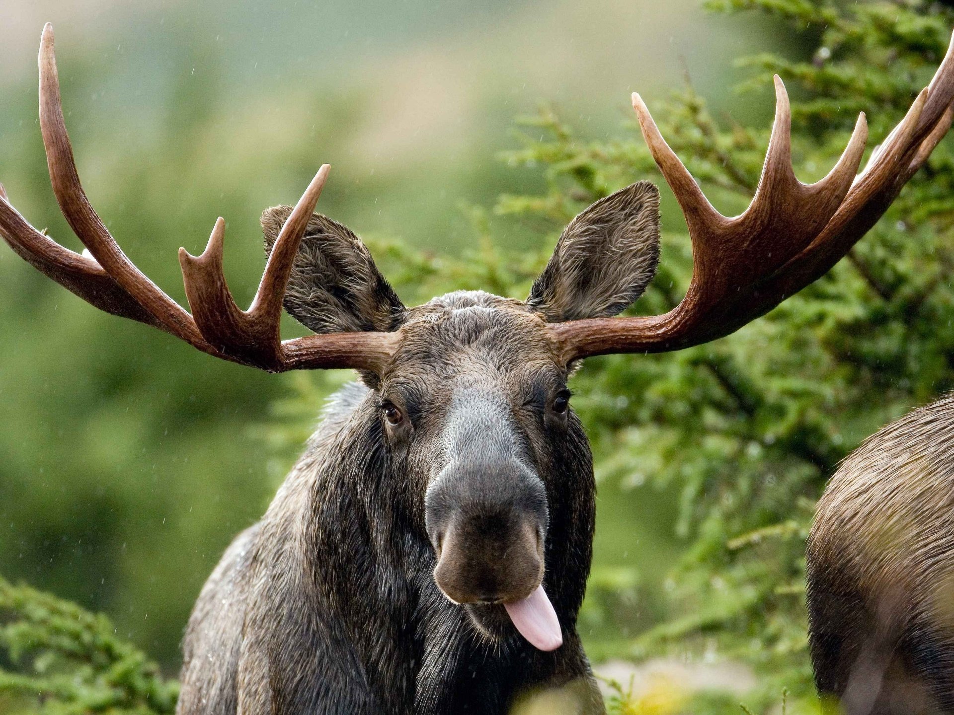 Moose Full HD Wallpaper And Image