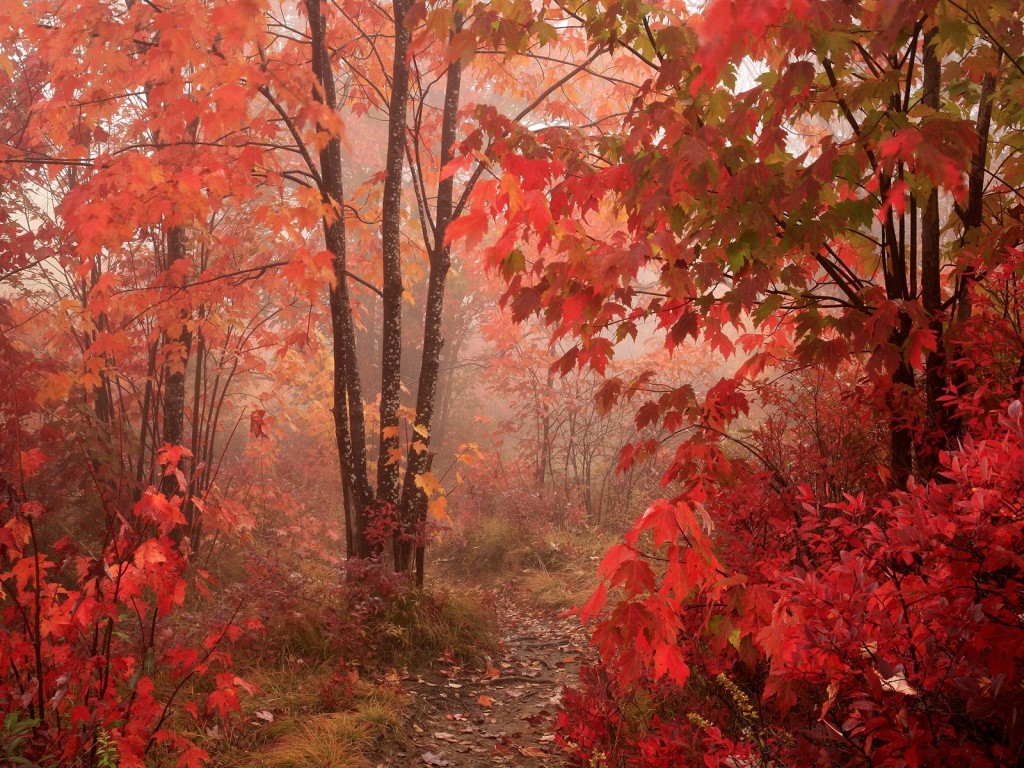 Nature Fall Picture Beautiful Red Forest Background Wallpaper For