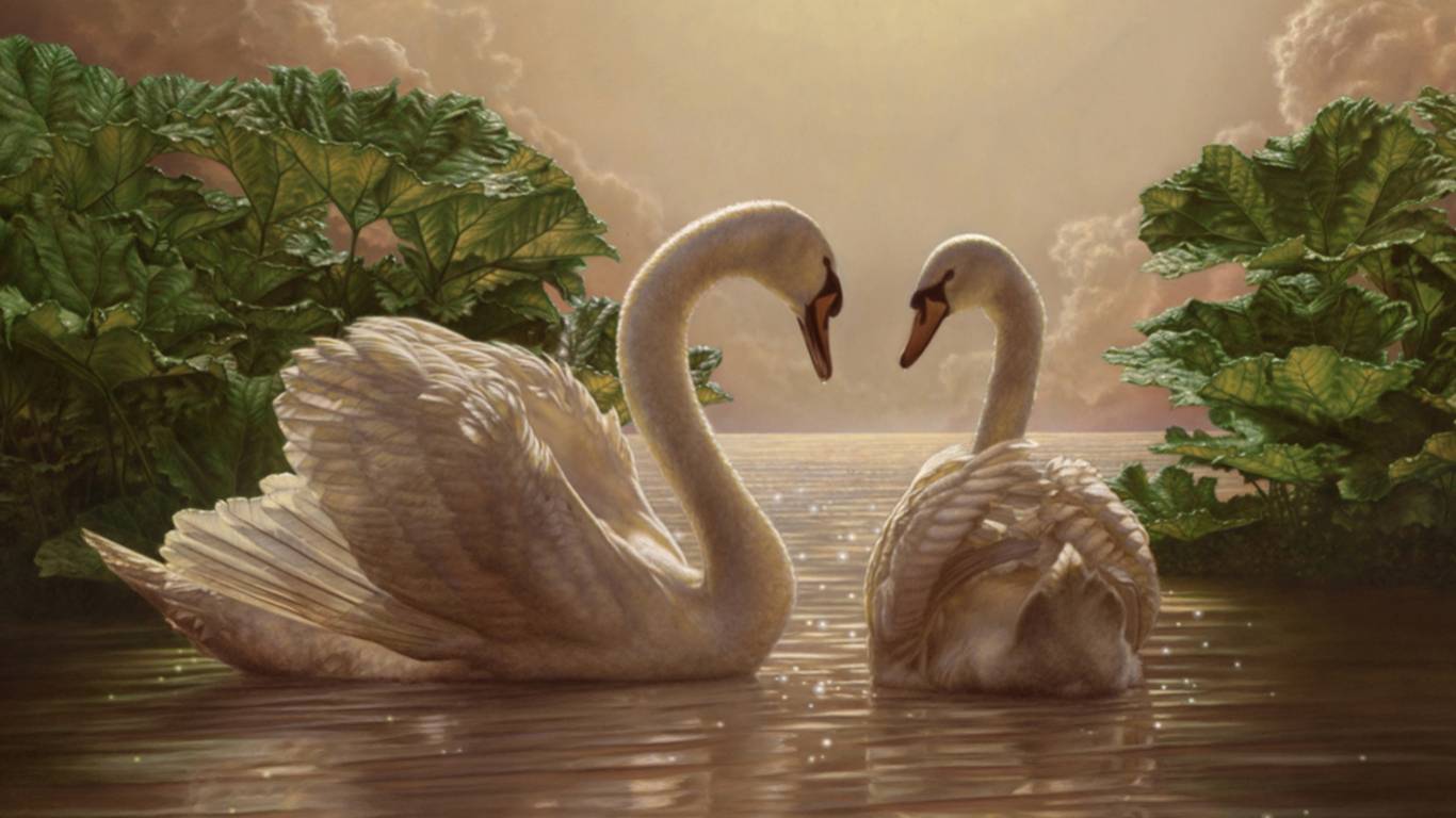 Swan Lover Animal Lovers Wallpaper