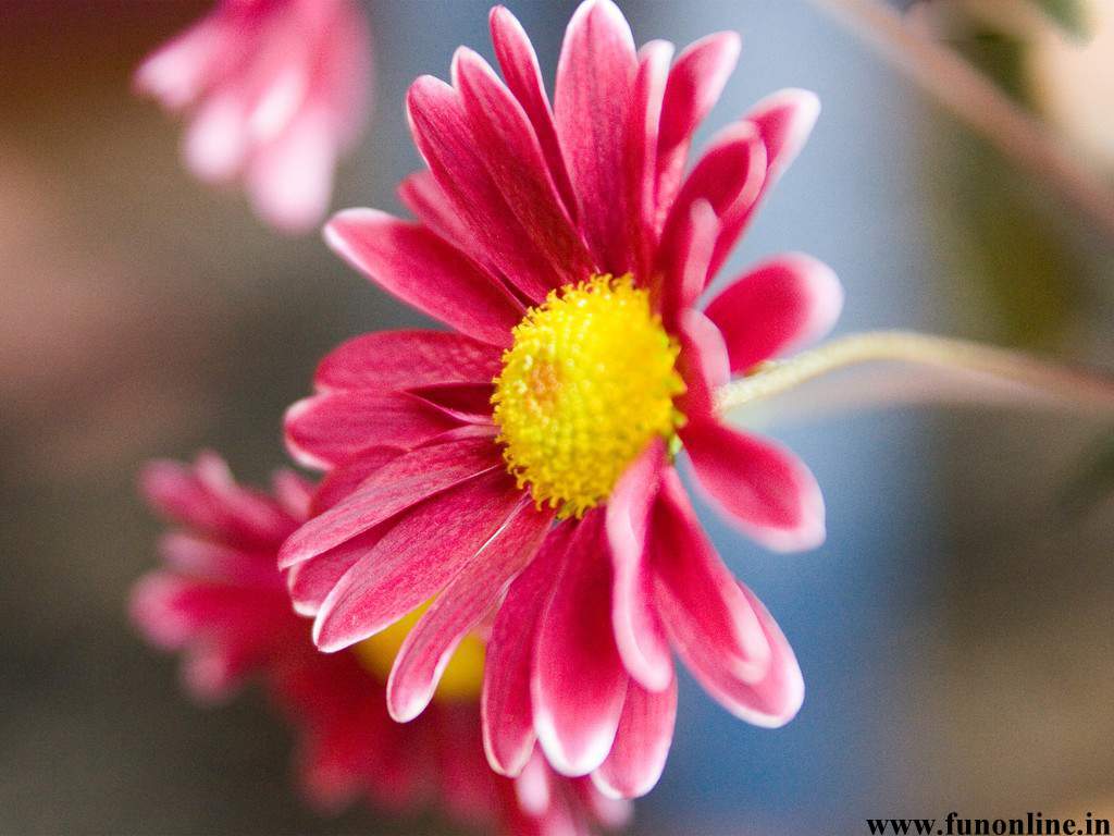 Daisy Wallpapers Download Stunning Daisies HD Wallpaper For Free