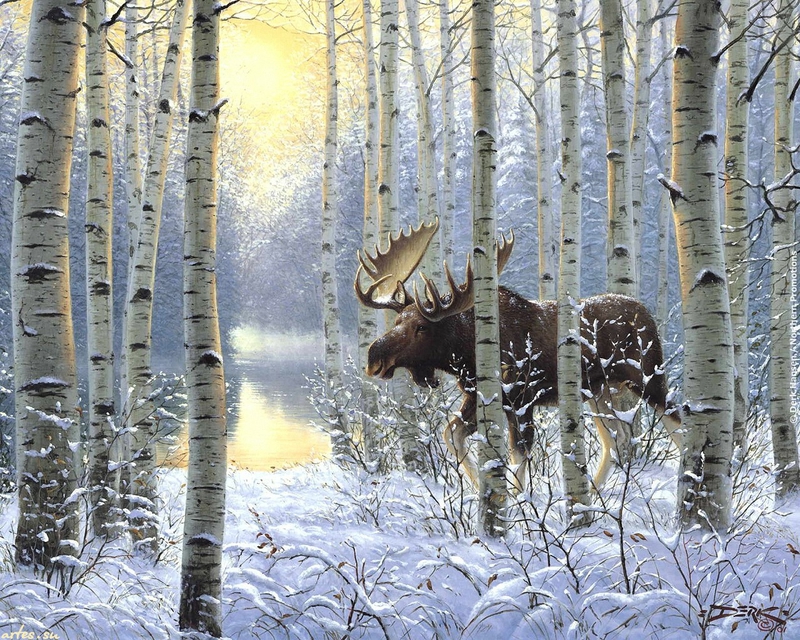 Animal Cold Moose In Winter Forest Animals Other HD Wallpaper