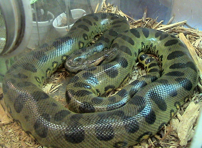 Giant Snakes Live Near Rivers Anaconda Or Water Boa A Snake