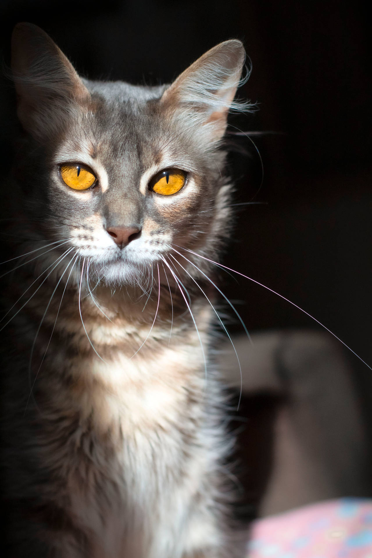 Cute Cat Aesthetic Wallpaper