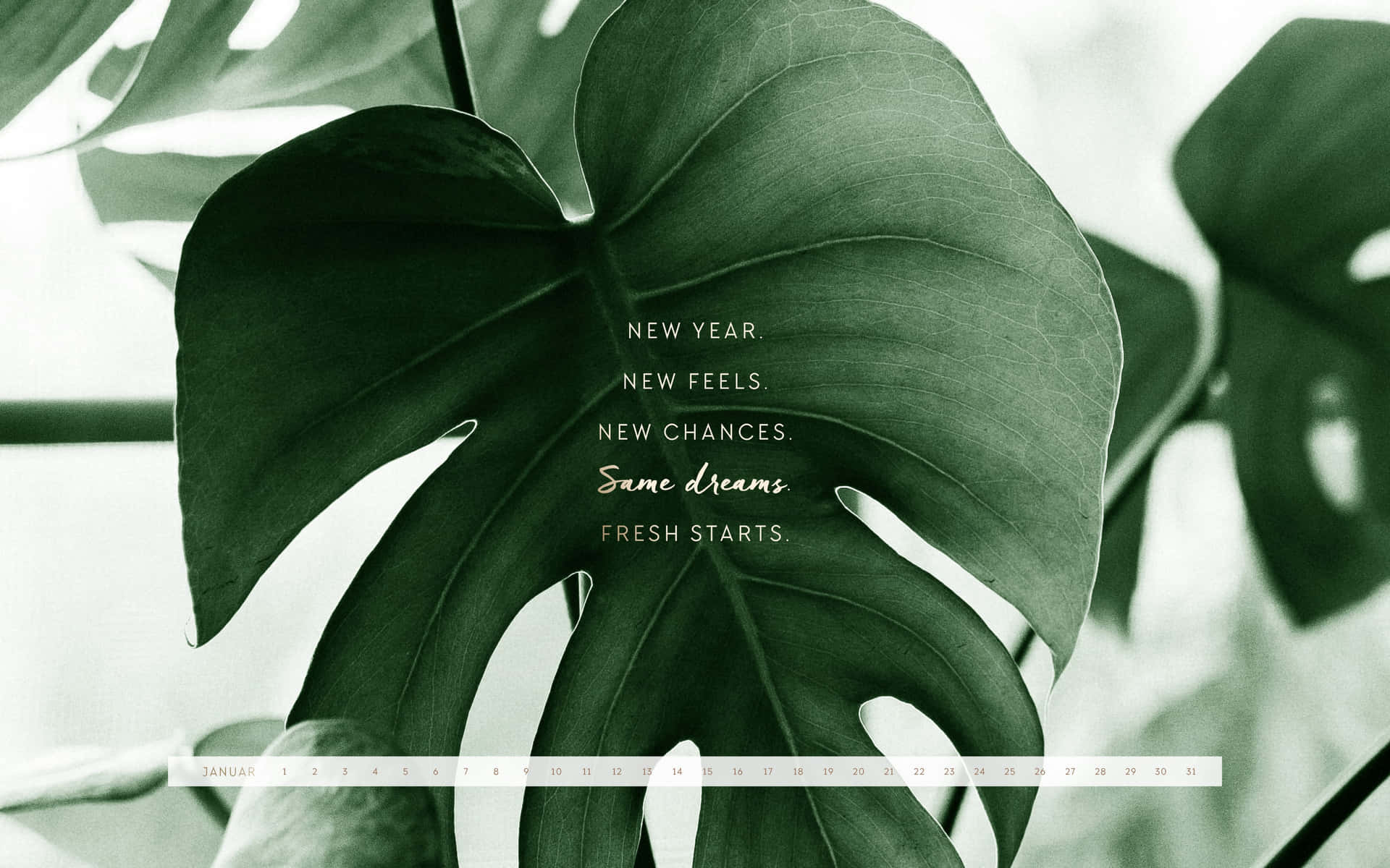 Plant Aesthetic Desktop Wallpaper