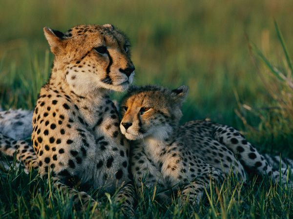 Animal Mothers And Babies Photos Pictures Gallery National