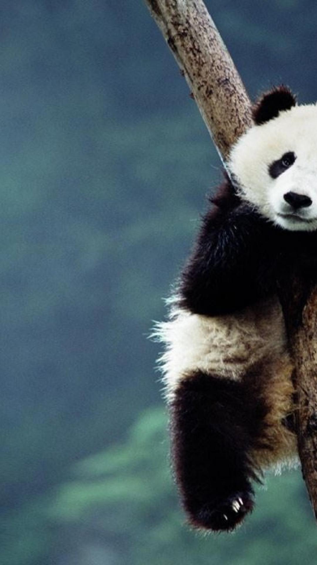 Bing China Animals Blurred Background Panda Bears Wallpaper