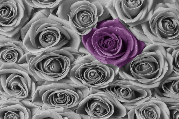 Roses   Purple and Grey   Wall Mural Photo Wallpaper   Photowall