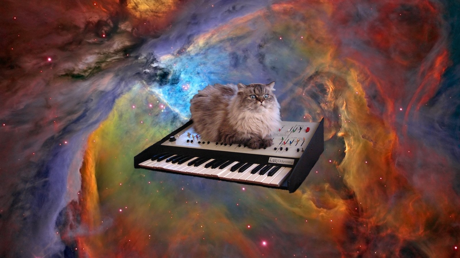 Cat In Space Wallpaper Hq