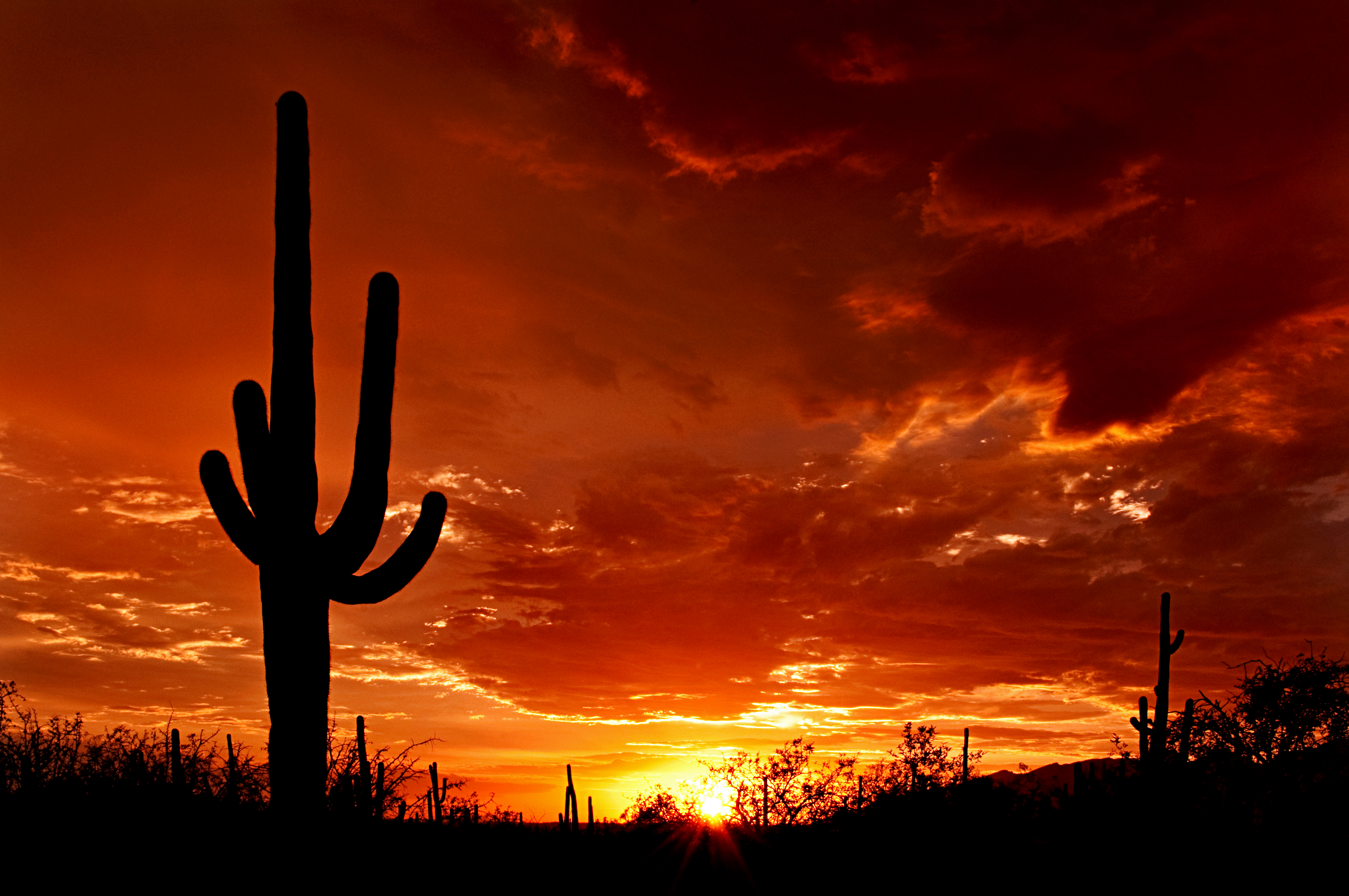 File Saguaro Sunset Jpg Wikimedia Mons