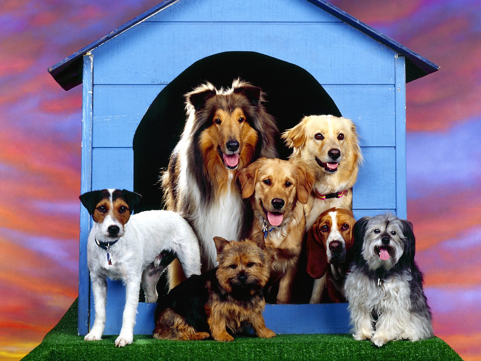 Dogs Family At Home Wallpaper Background On This
