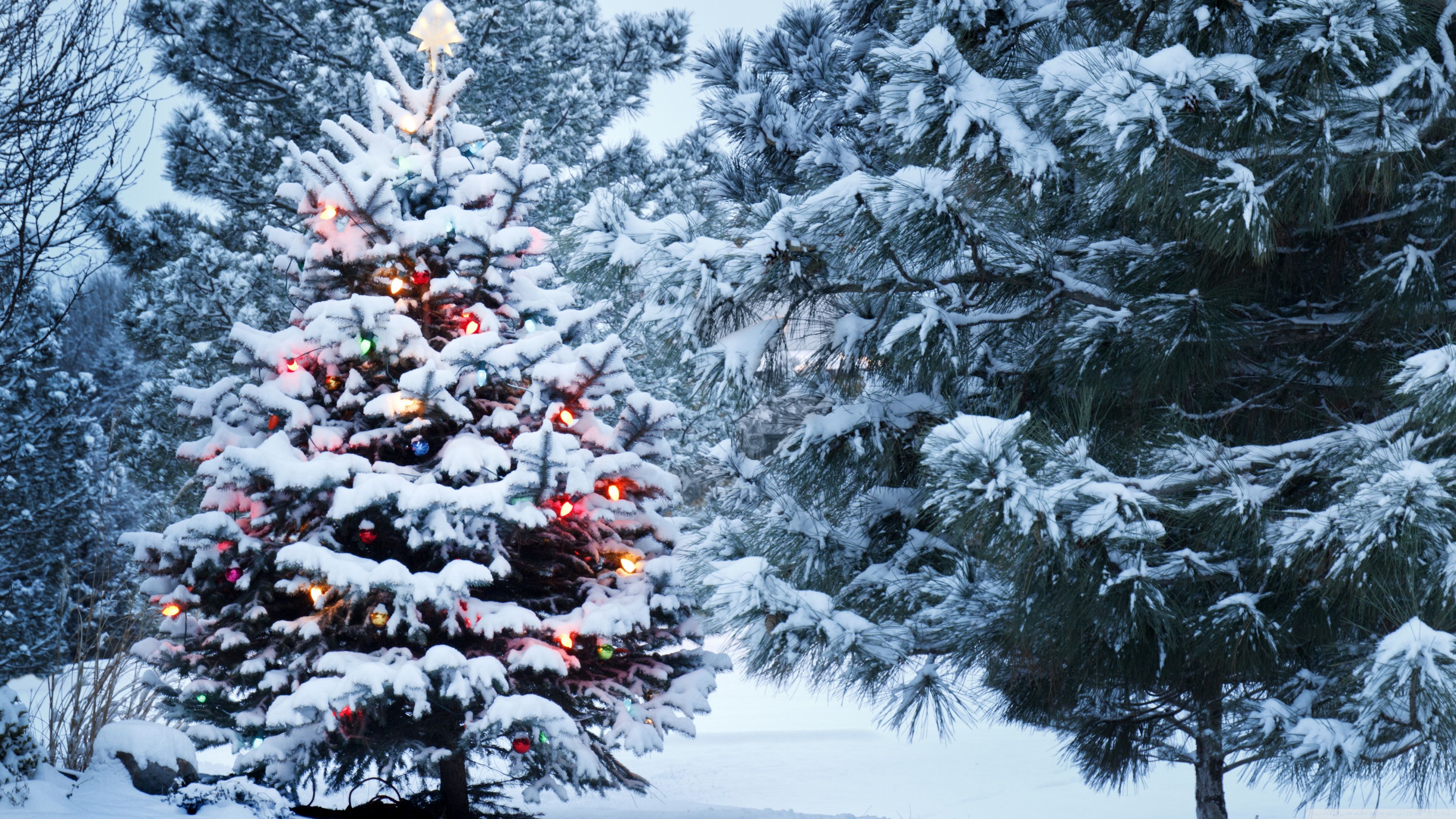 Tải xuống miễn phí những hình ảnh Giáng sinh đẹp nhất. Click để xem hình ảnh!