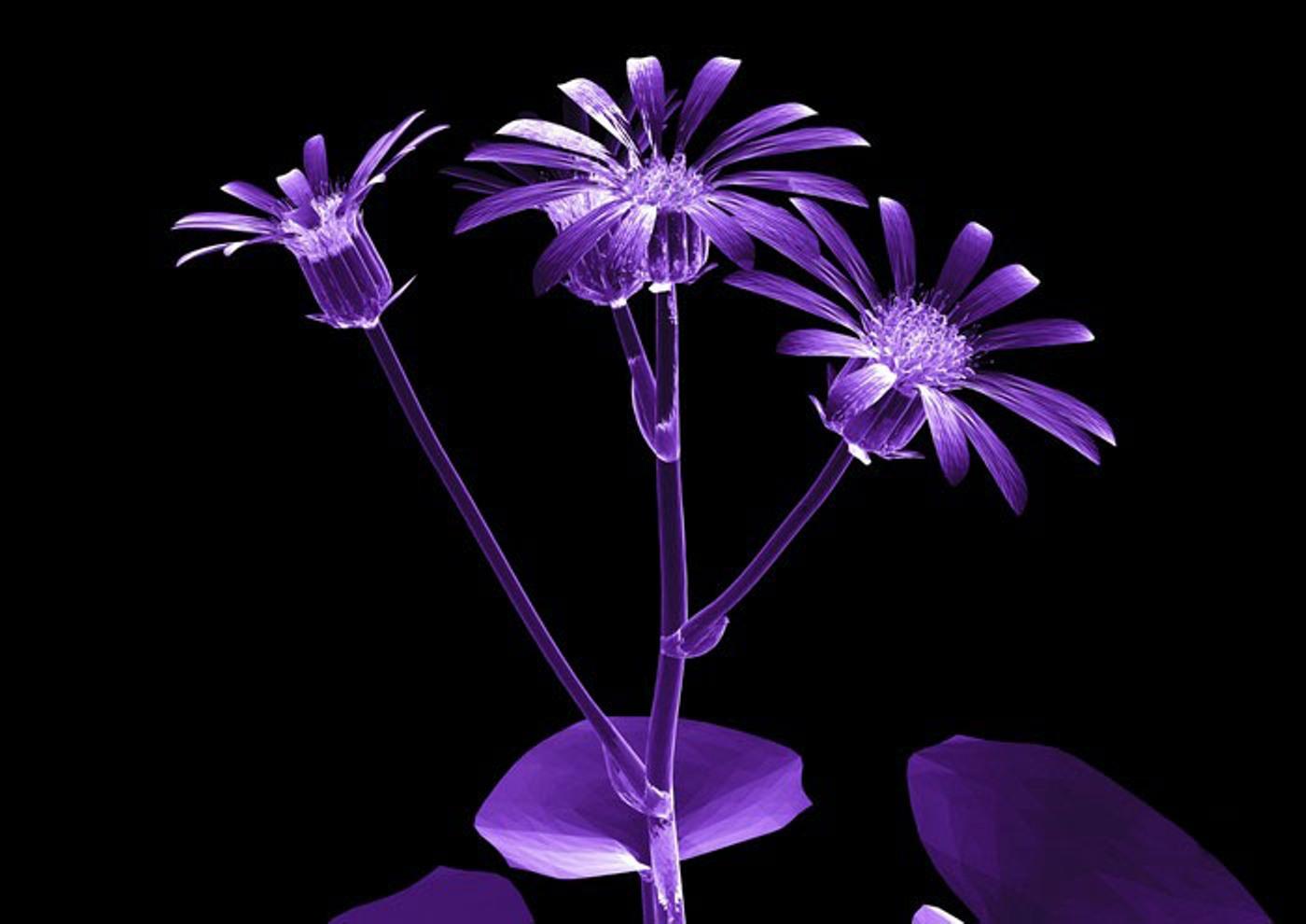 X Ray Flower Wallpaper HD Widescreen Desktop