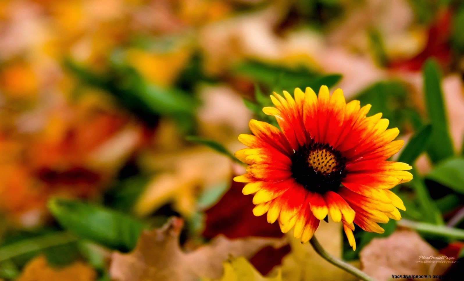 Fall Flowers Desktop Image