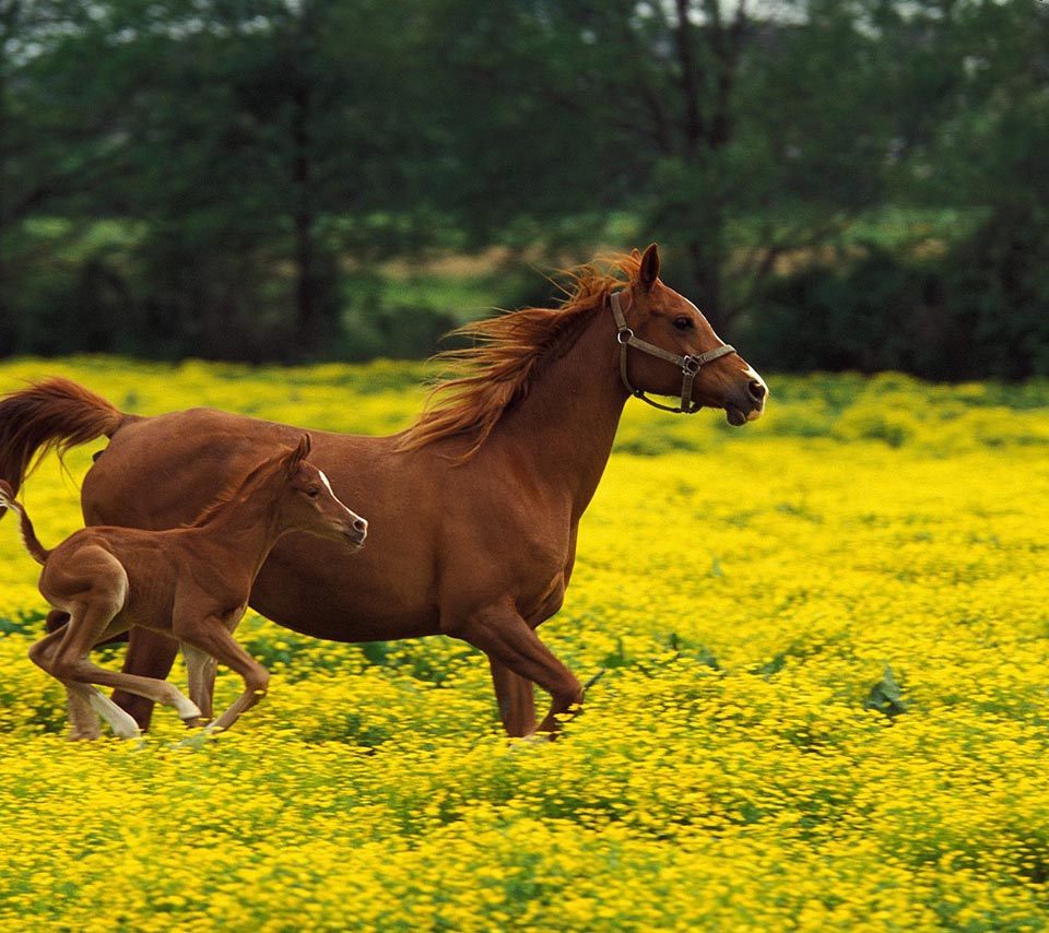 Animal Animals Horse Horses White Steed Flower Field