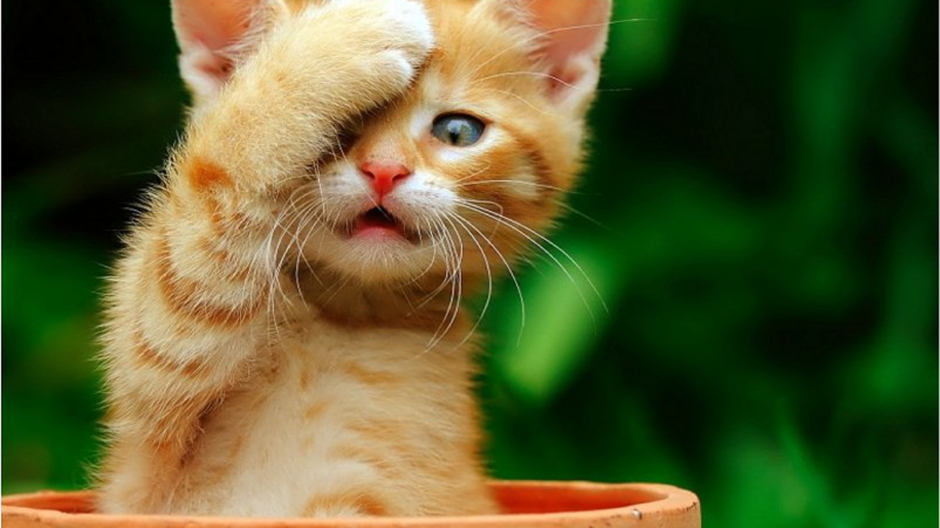 To Cute Cat HD Wallpaper Just Right Click On The Image And