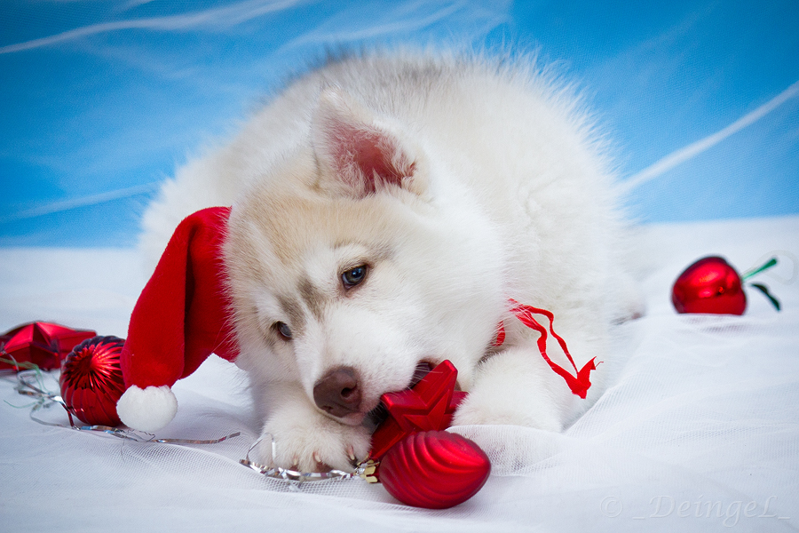 Siberian Christmas Husky By Deingel Dog Stock