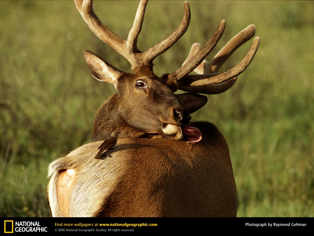 Elk Picture Desktop Wallpaper Animals