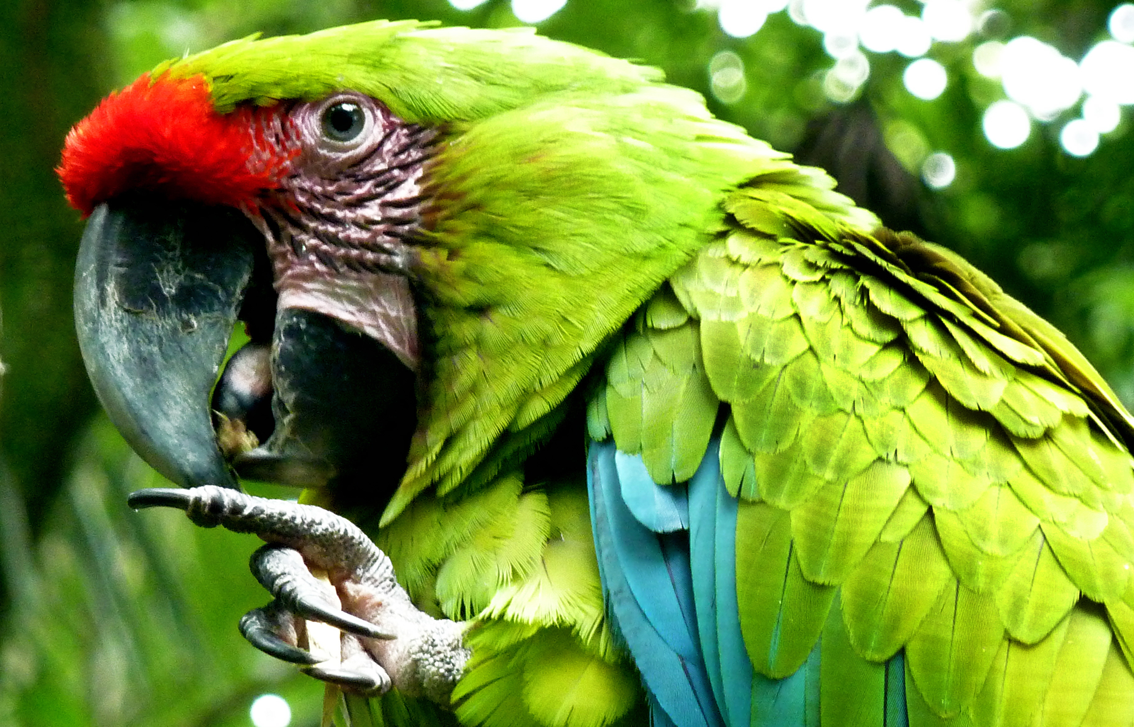 Green Parrot Clipart HD Wallpaper Background Image