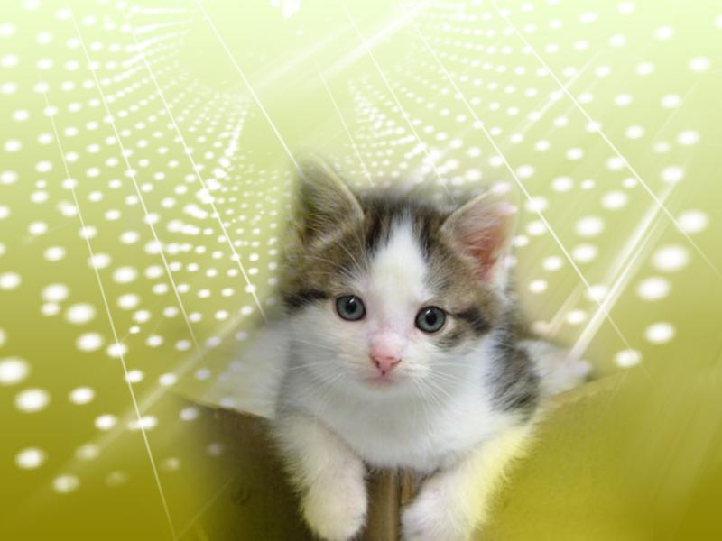 Free Mytopcollectionblocom201805cats Wallpaper Free