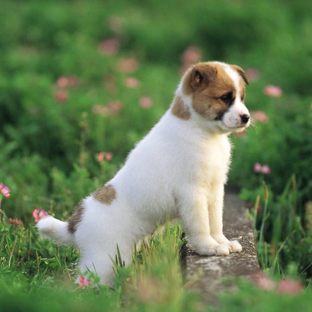 Cute Image Of Dogs And Puppies Wallpaper Tcam Tv