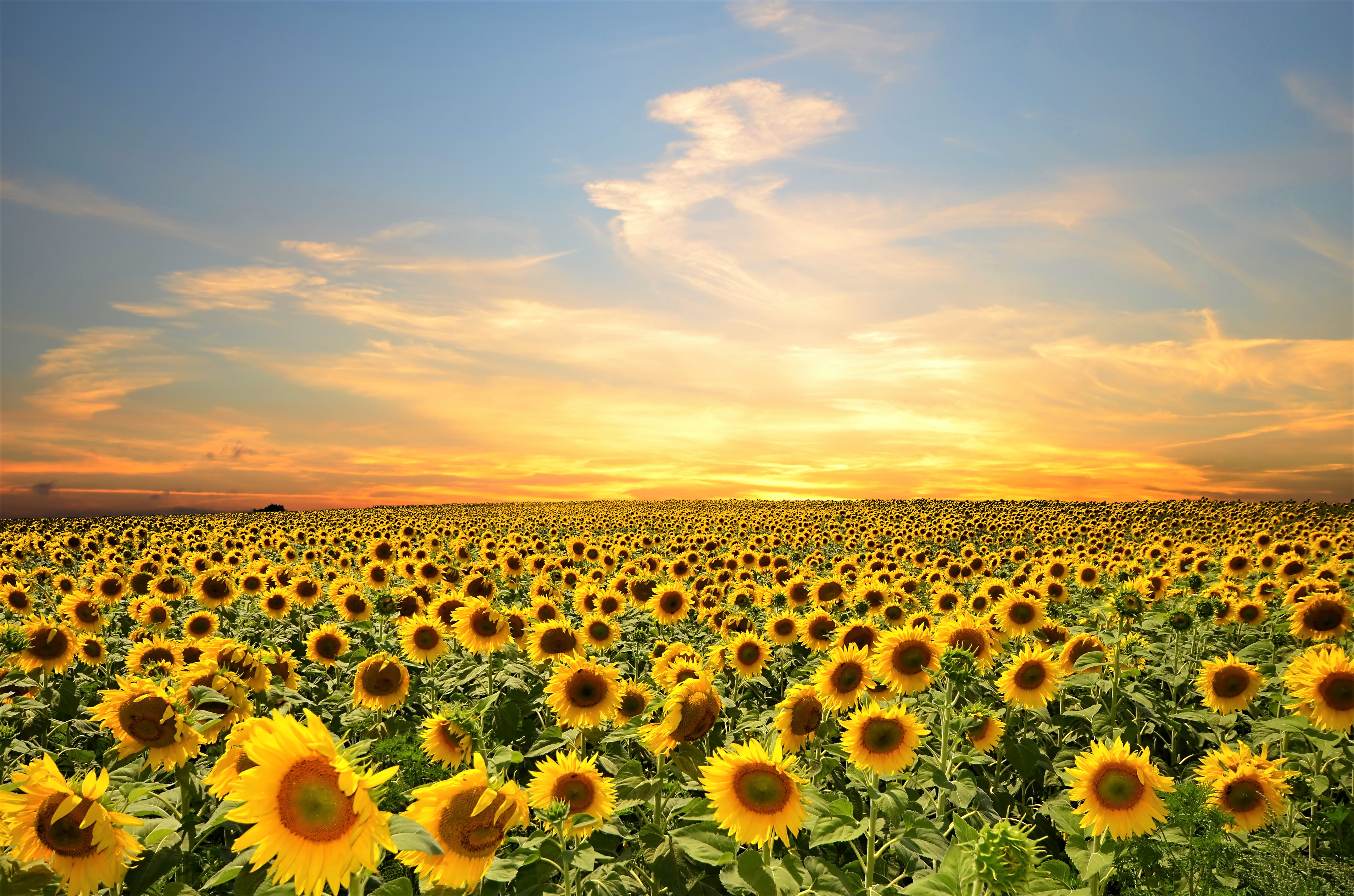 4k Sunflower Wallpaper Background Image