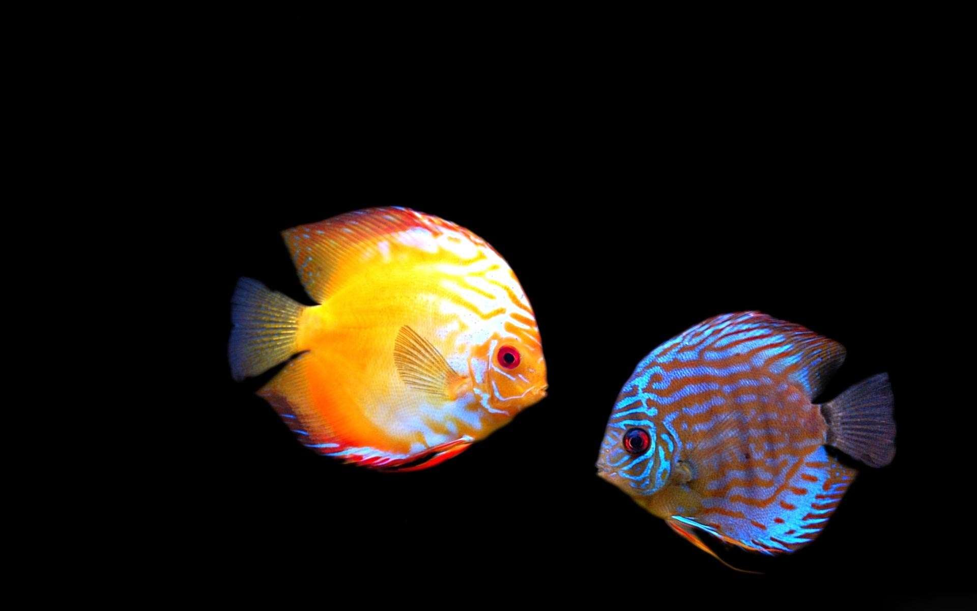 Virtual Aquarium Wallpaper Background Desktop