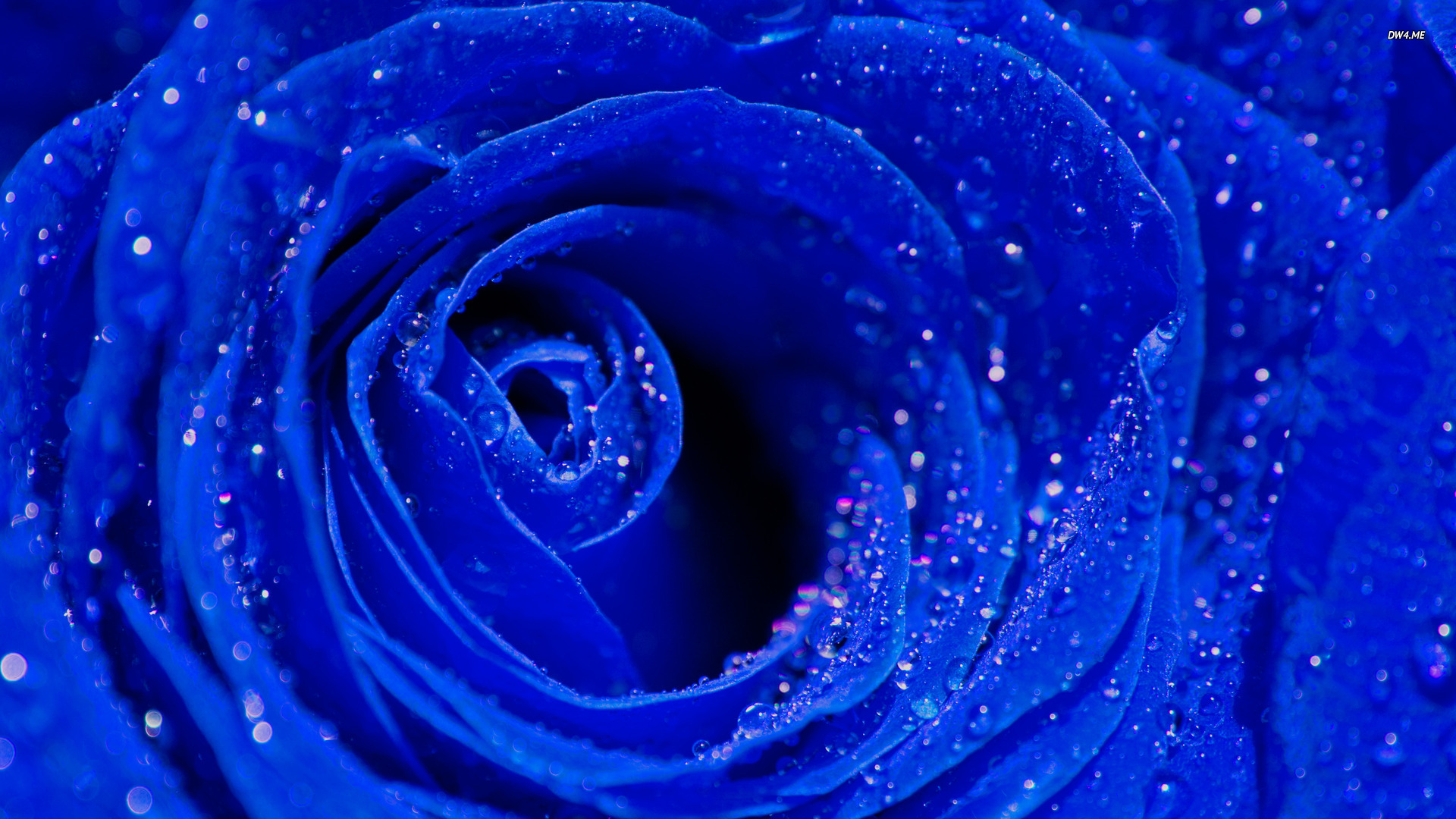 Blue Roses Background Wallpaper High Definition