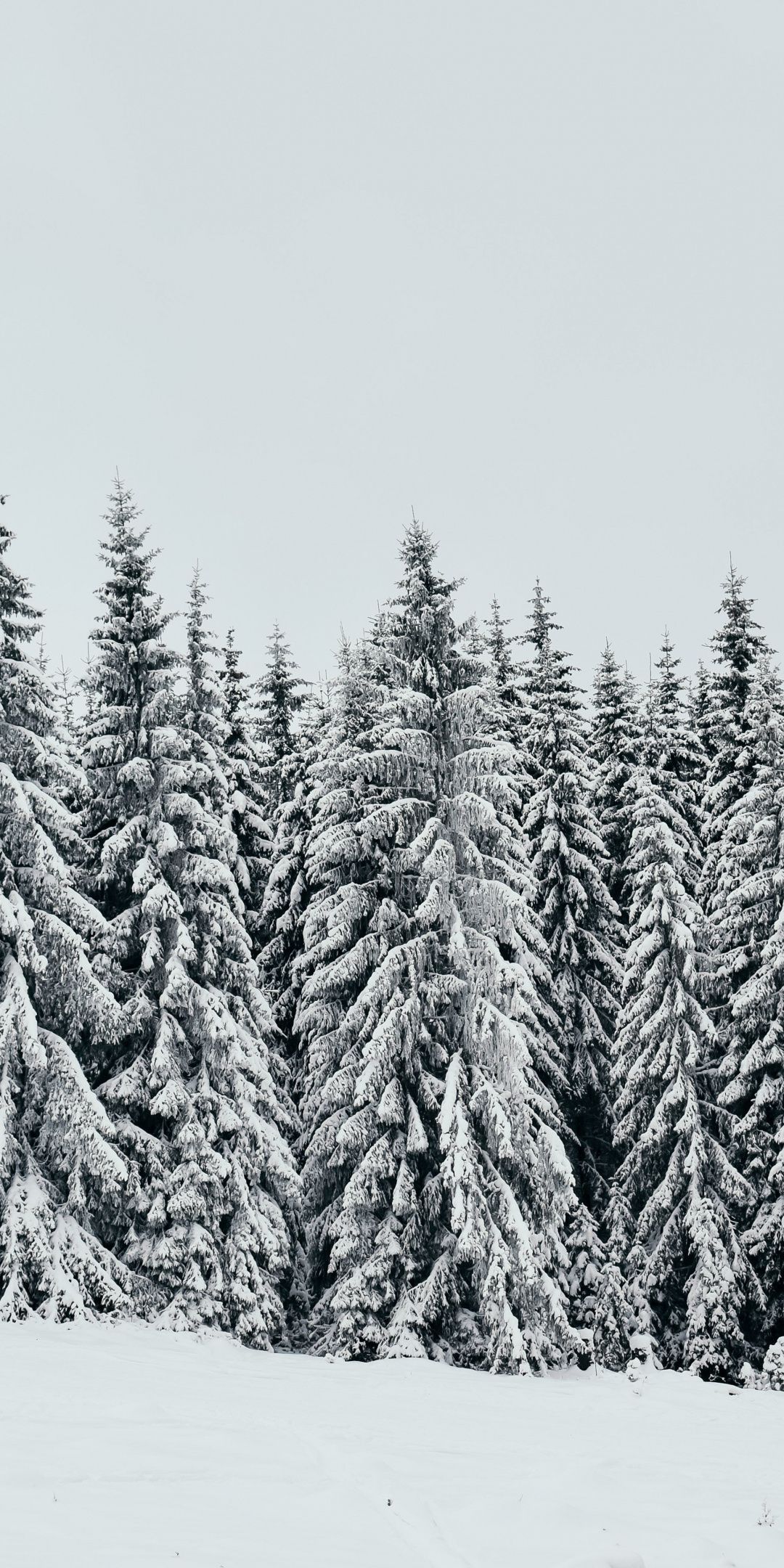 White Snow Layer Pine Trees Nature Wallpaper