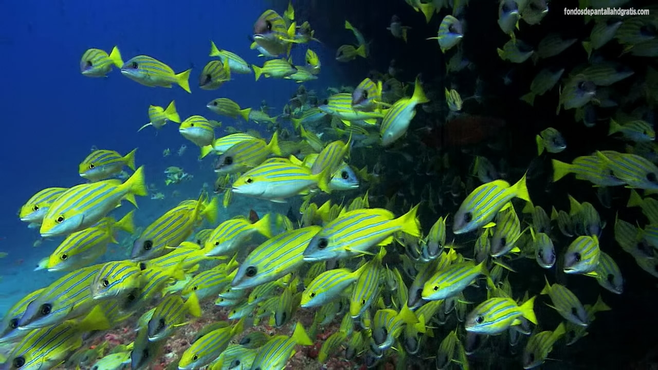 Descargar Imagen Nice Yellow Fish Wallpaper Video HD Widescreen Gratis
