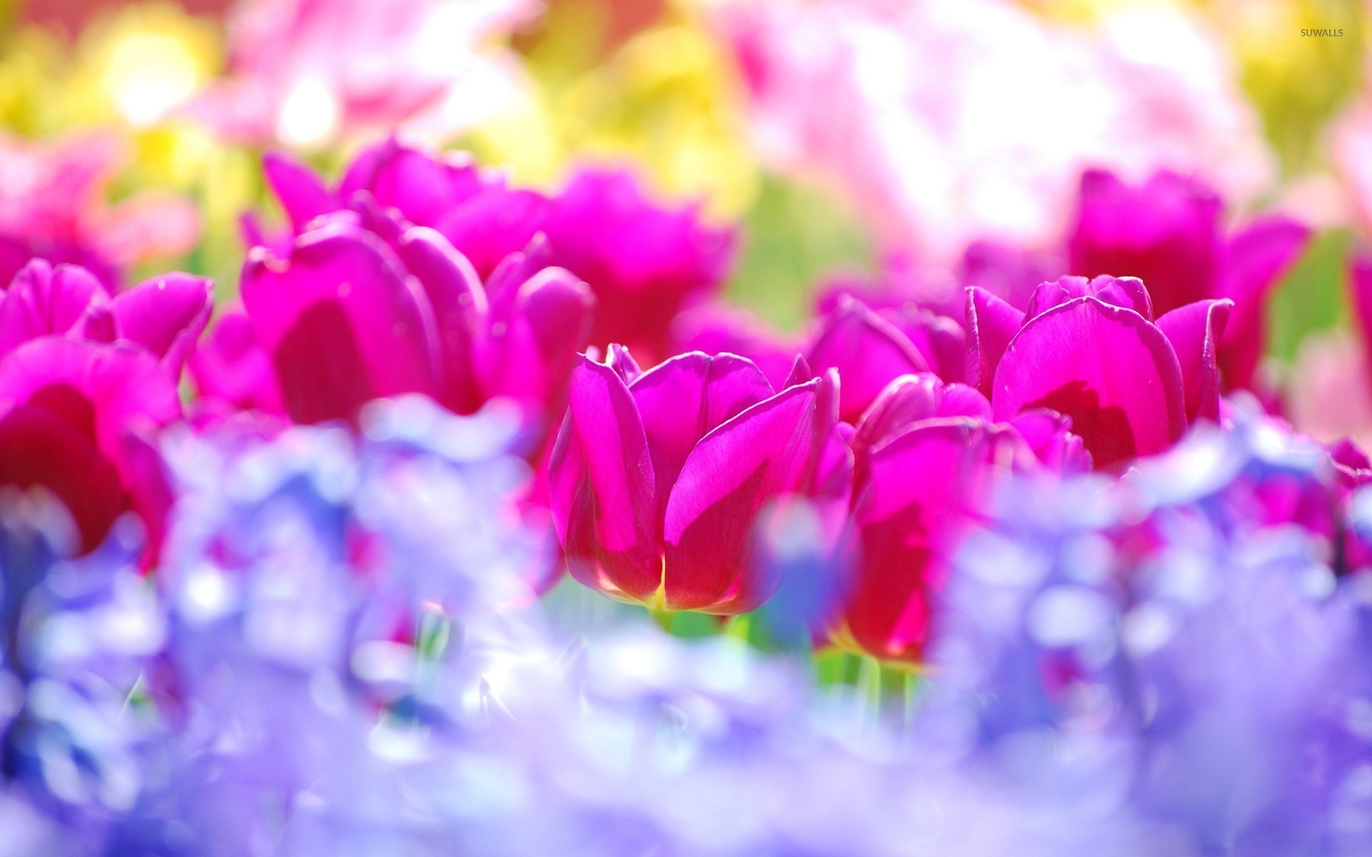 Pink Tulips Wallpaper Flower