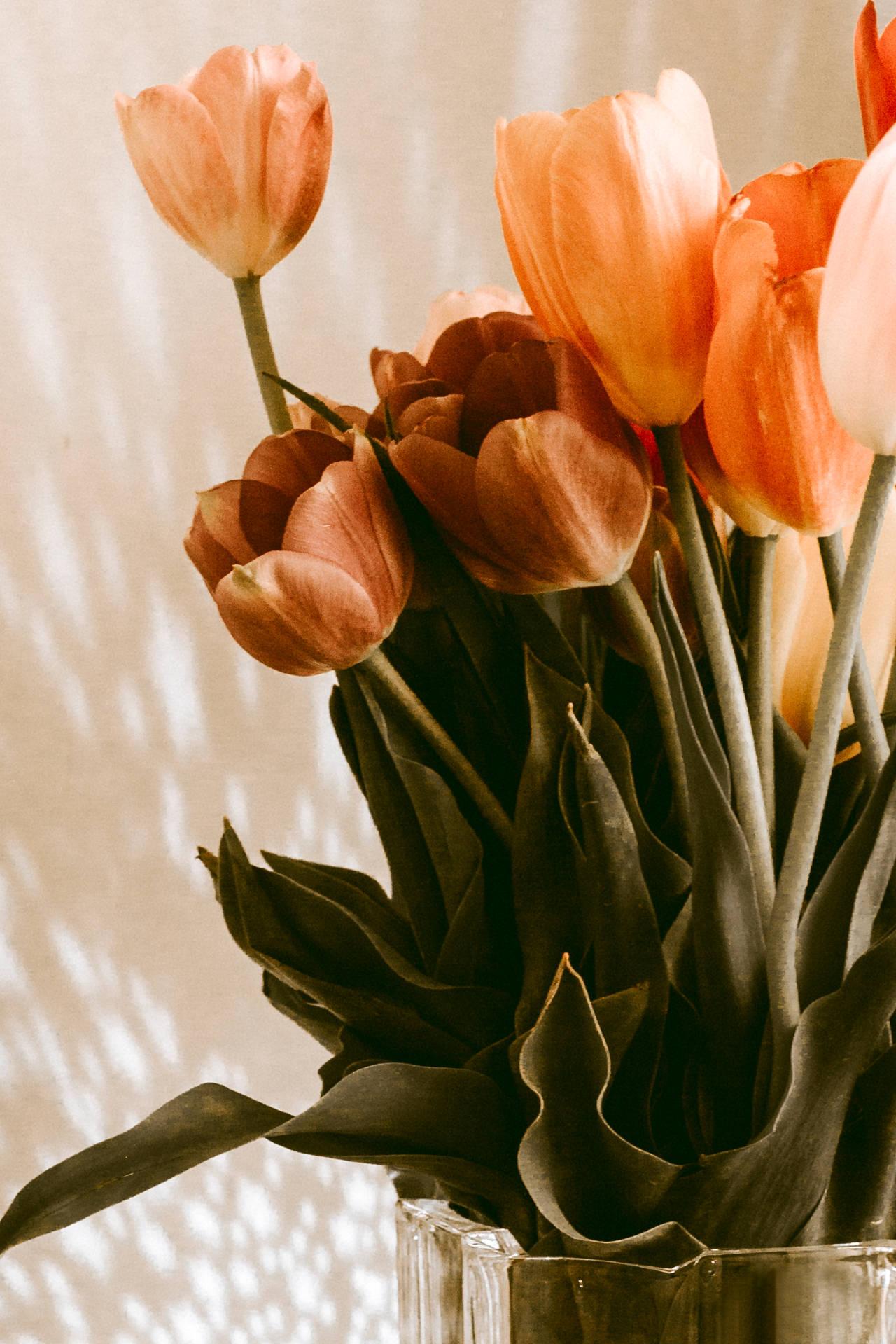 Download Golden Peach Tulips Wallpaper