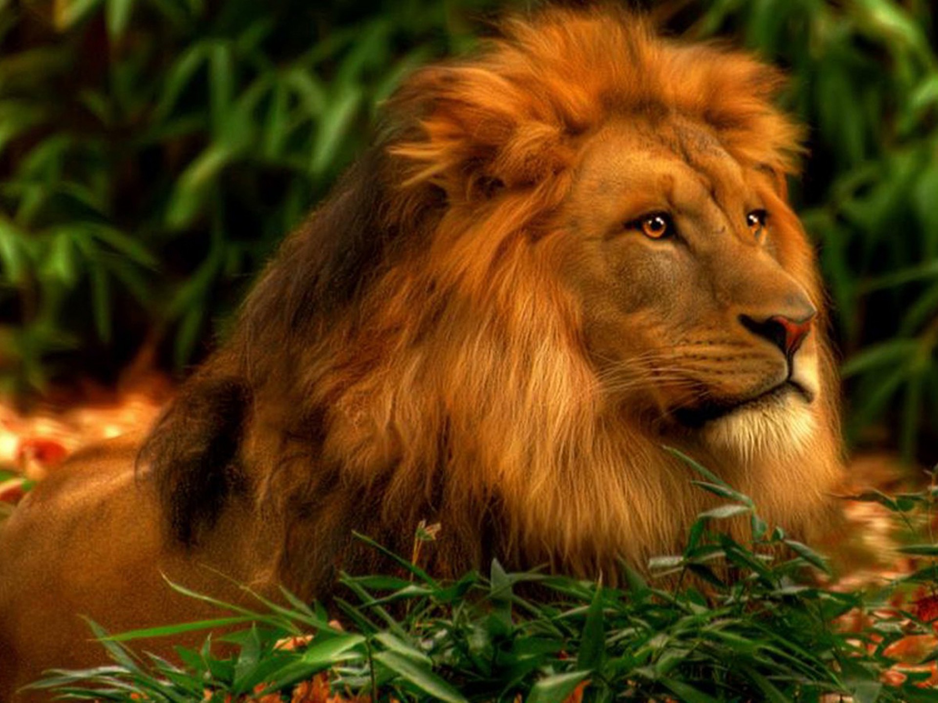 Majestic Male Lion in Lush Green Habitat