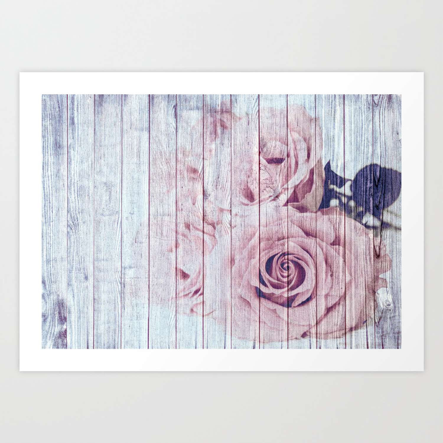 Shabby Chic Dusky Pink Roses On Blue Wood Background Art Print By