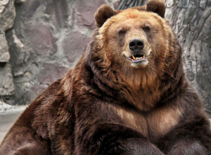 Grizzly Bear Wallpaper For Android iPhone And iPad