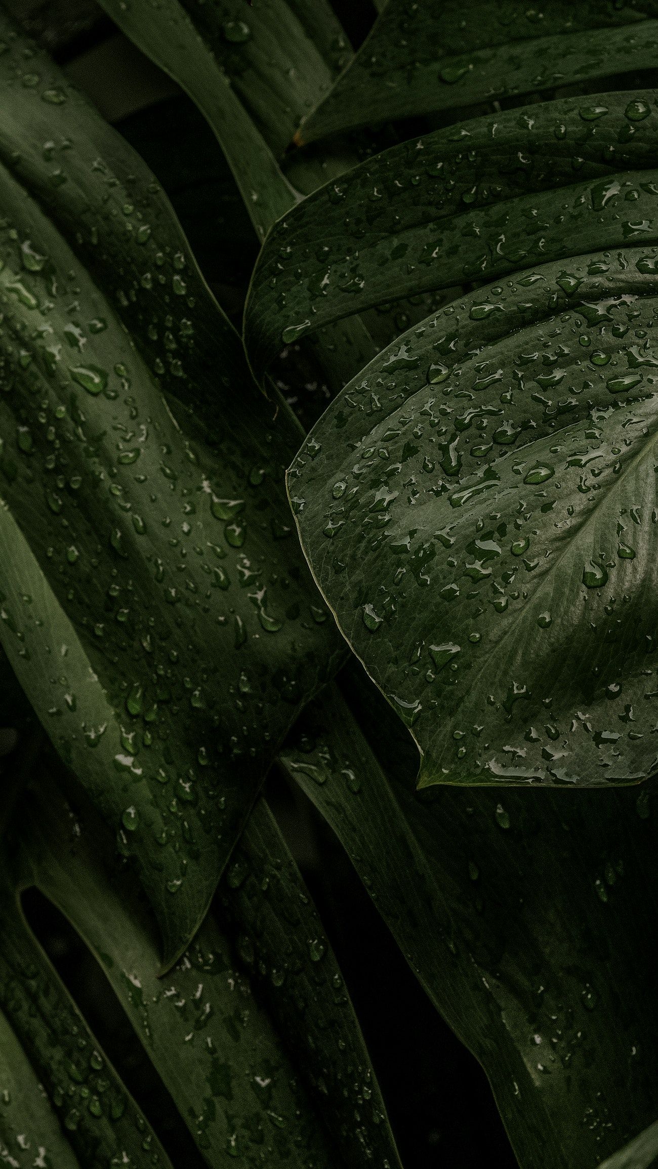 Green Leaf iPhone Wallpaper Aesthetic HD Nature Image
