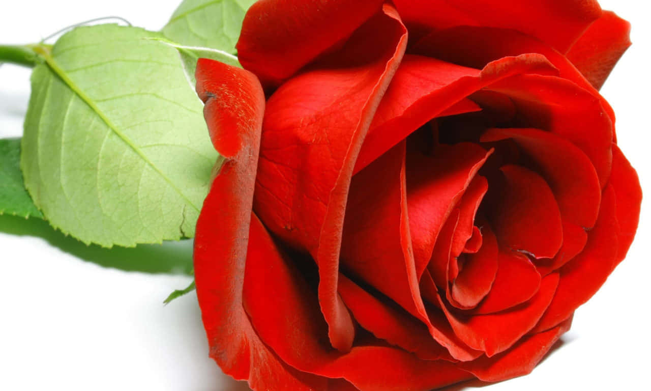 Rose On A White Surface Wallpaper