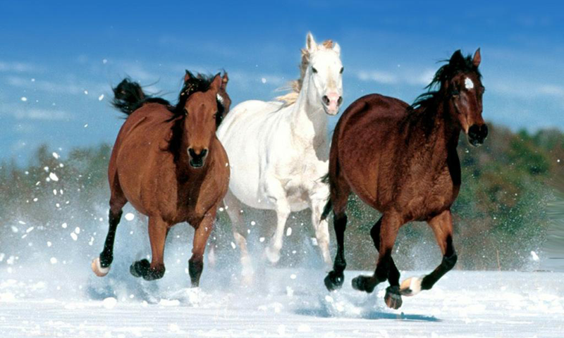 Cute horse wallpapers   Android Apps on Google Play