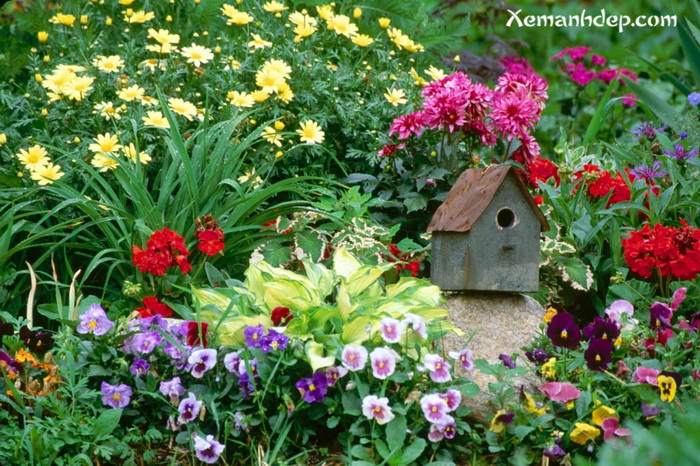 Funny Wallpaper HD Beautiful Flower Garden