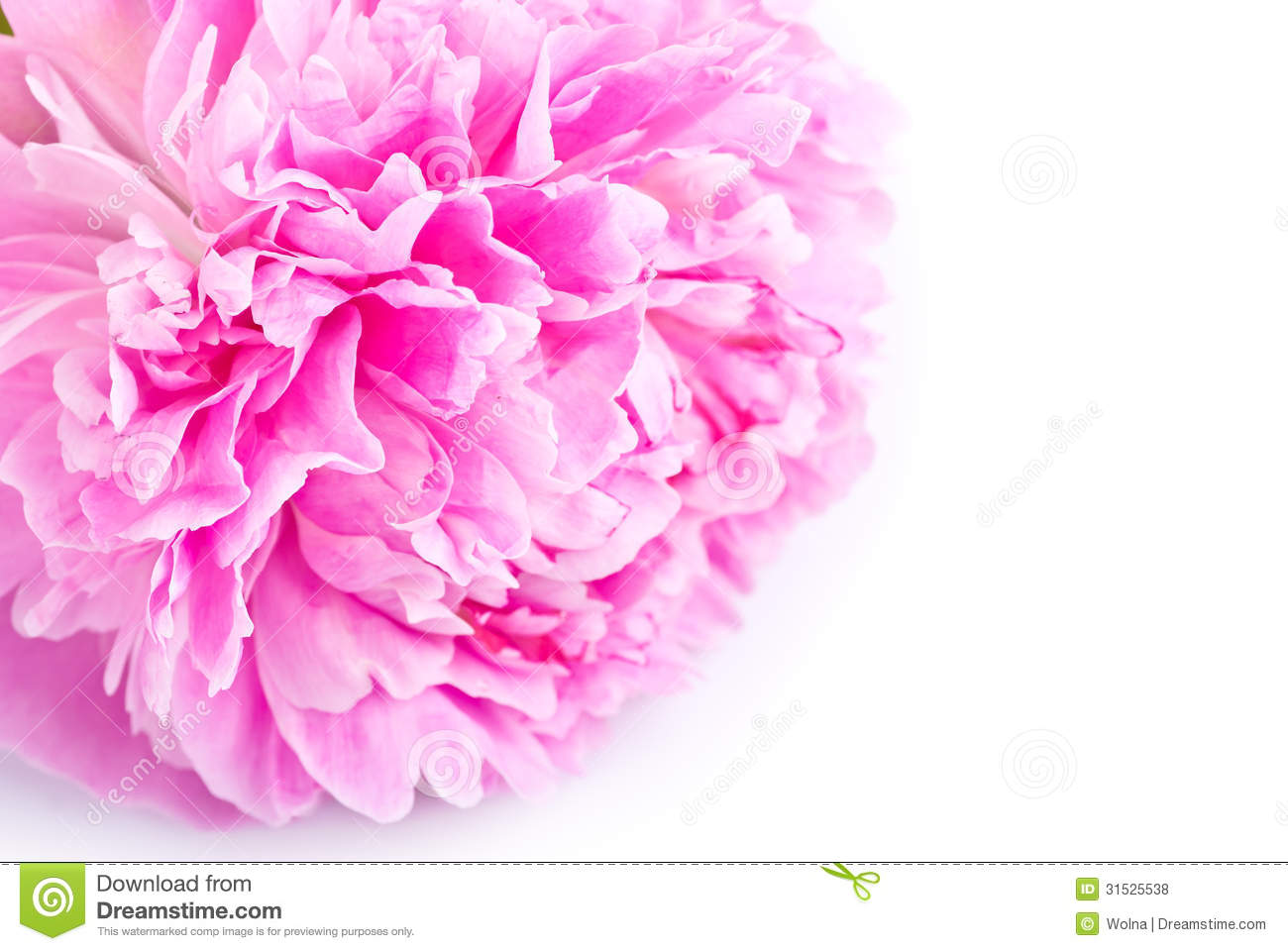 Pink Peony White Background For