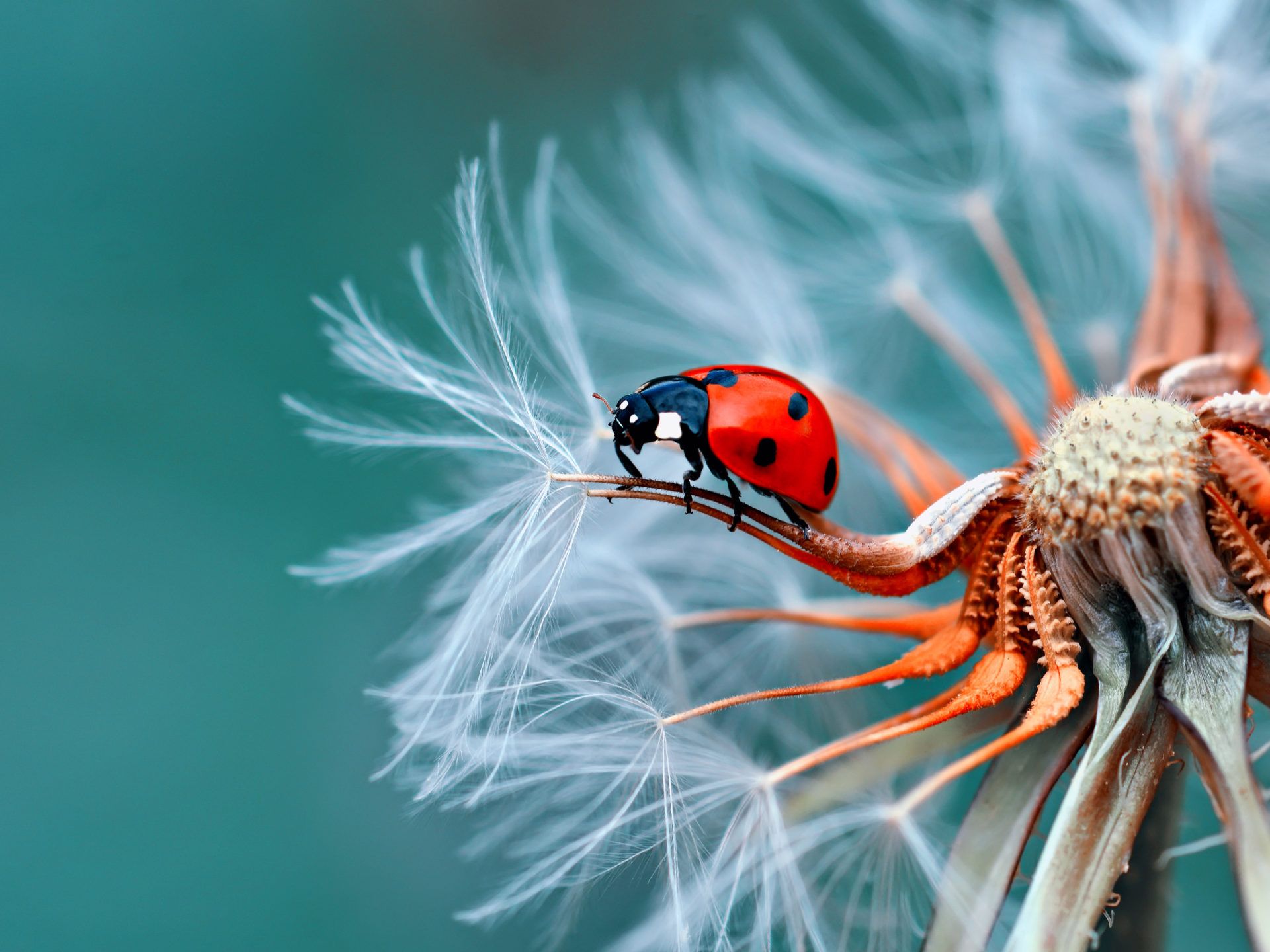 Insect Bubamara On Dandelion Macro Photography Ultra HD Wallpaper For Desktop Mobile Phones And Laptop