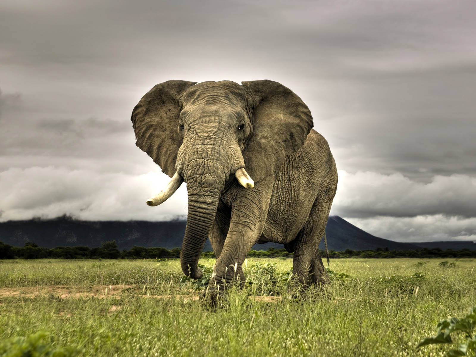 Elephant Wallpaper